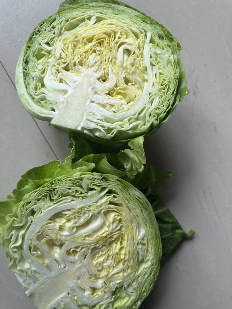 精品新甘蓝包菜大量上市