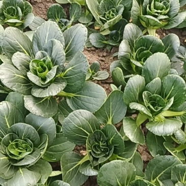 矮脚菜