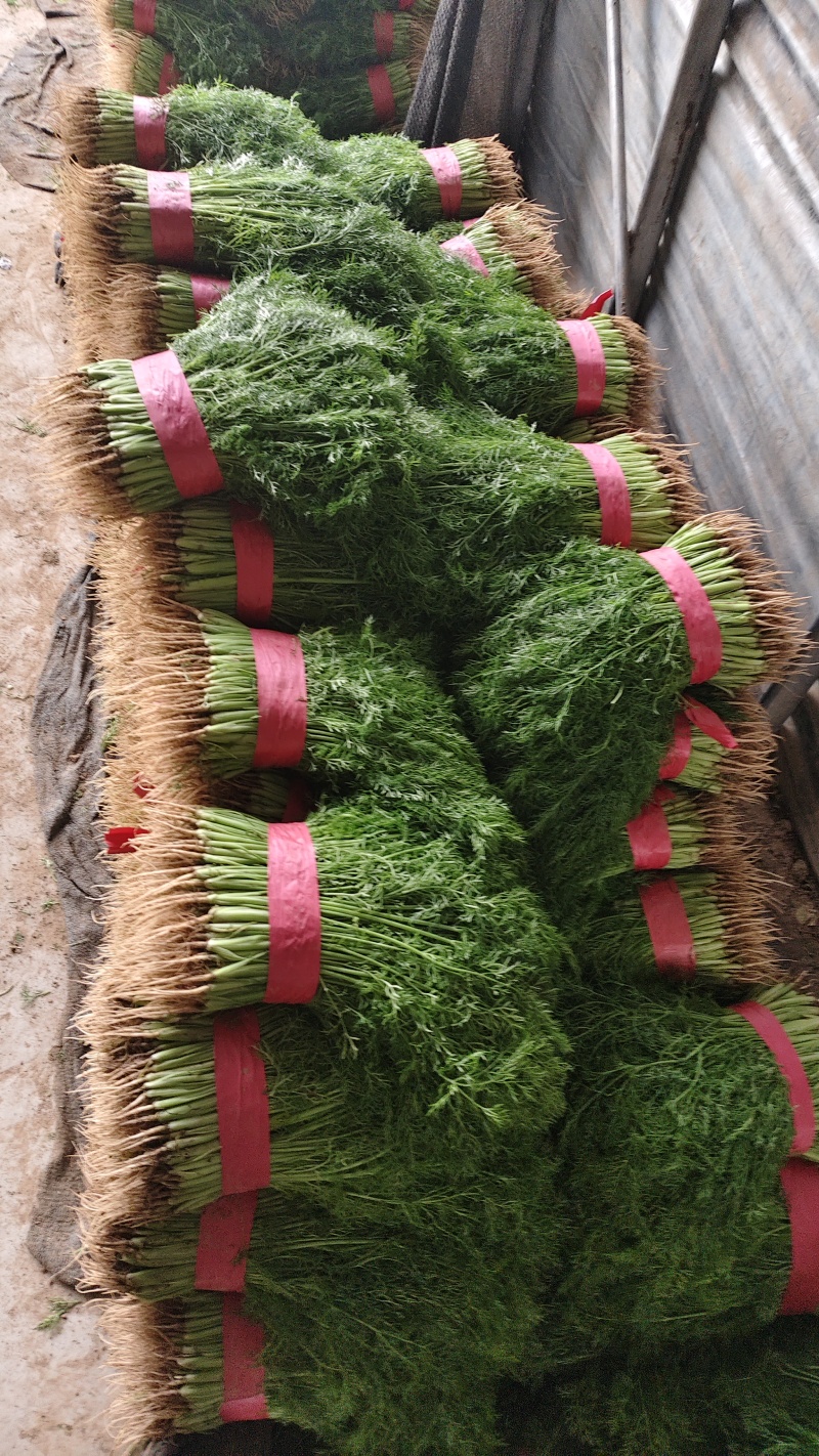 茴香苗优质大量供应茴香苗