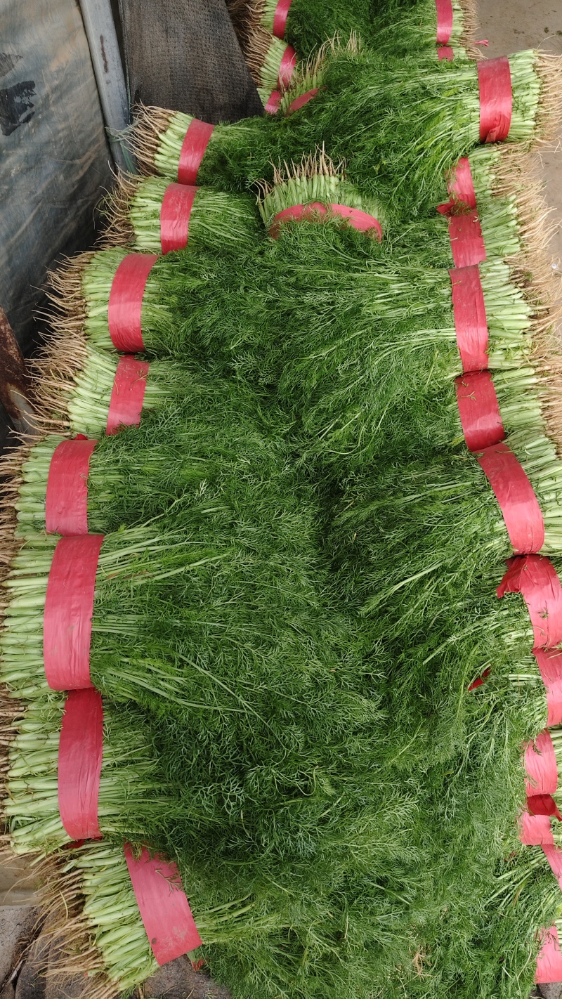 茴香苗优质大量供应茴香苗
