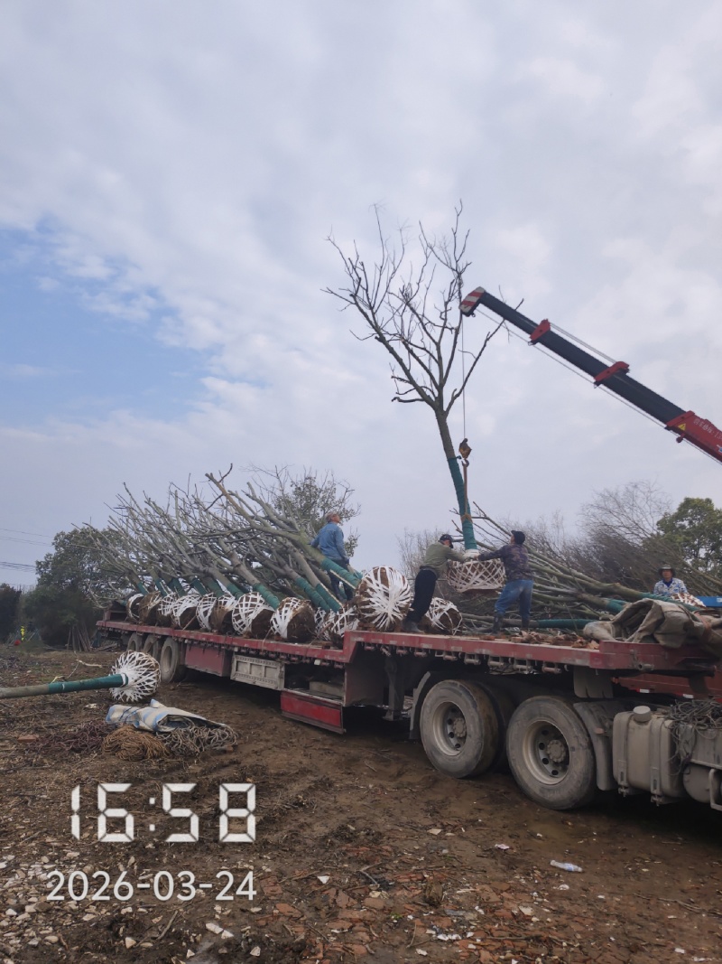 15的全冠栾树，发冒栾树全年供应，支持线上保障交易