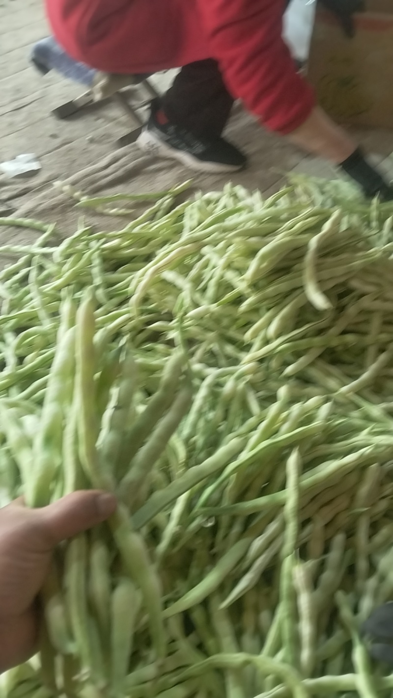 山东省莒县芸豆，九粒白老来少，现摘现卖，可供商超，