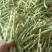 山东省莒县芸豆，九粒白老来少，现摘现卖，可供商超，