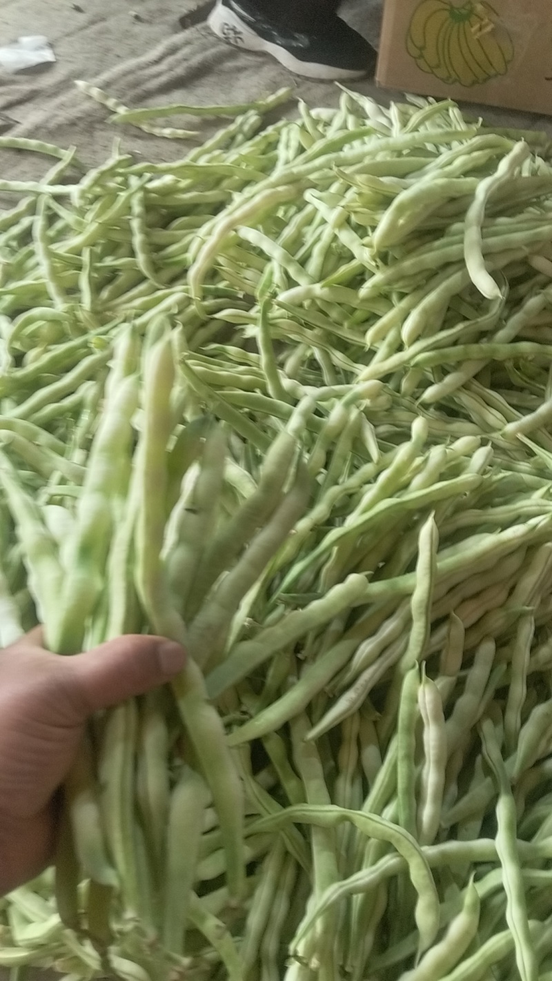 山东省莒县芸豆，九粒白老来少，现摘现卖，可供商超，
