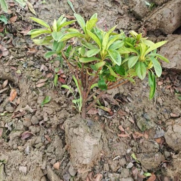 《热卖》毛鹃大毛球基地直供货源充足易成活可视频看货