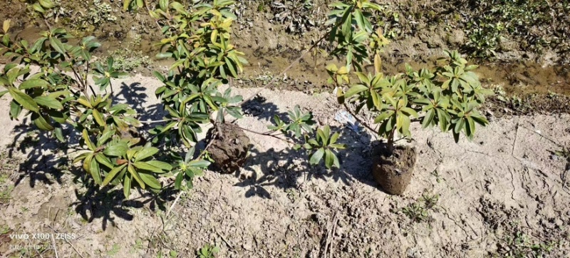 《热卖》毛鹃大毛球基地直供货源充足易成活可视频看货