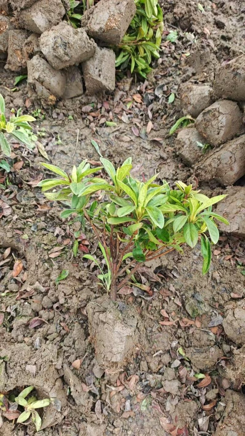 《热卖》毛鹃大毛球基地直供货源充足易成活可视频看货
