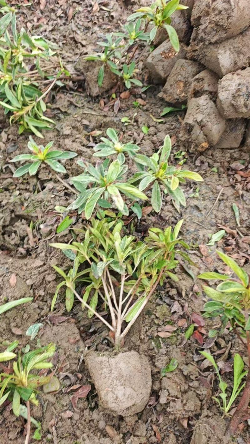 《热卖》毛鹃大毛球基地直供货源充足易成活可视频看货