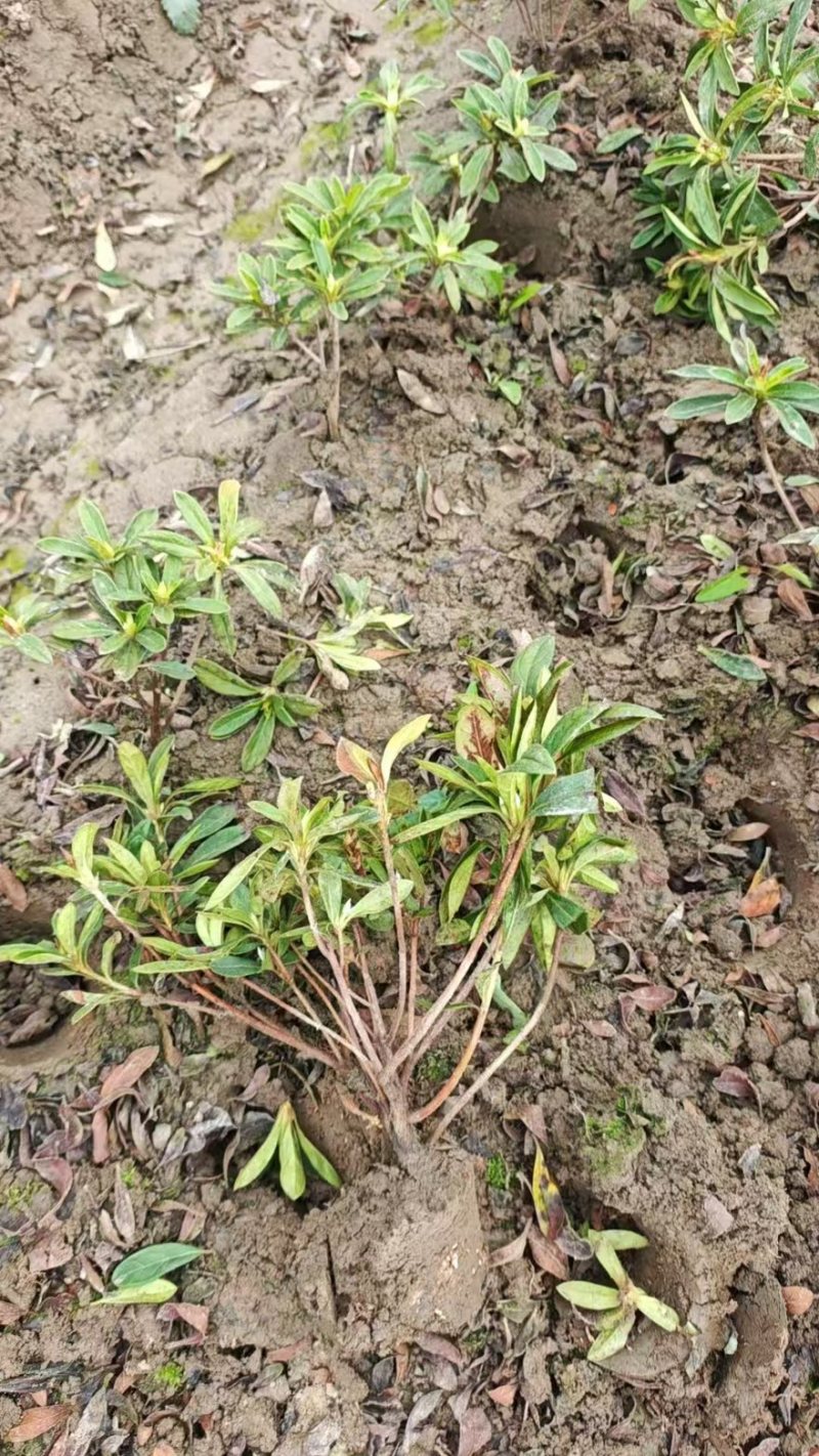 《热卖》毛鹃大毛球基地直供货源充足易成活可视频看货