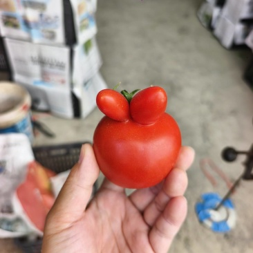 云南番茄上量中