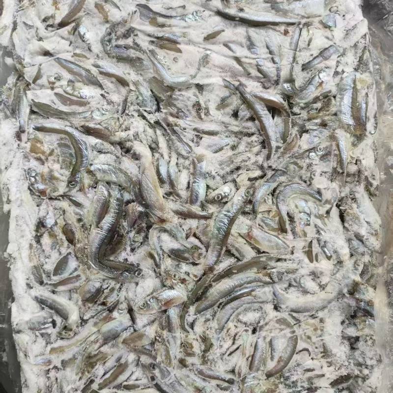 残母体多春鱼2吨