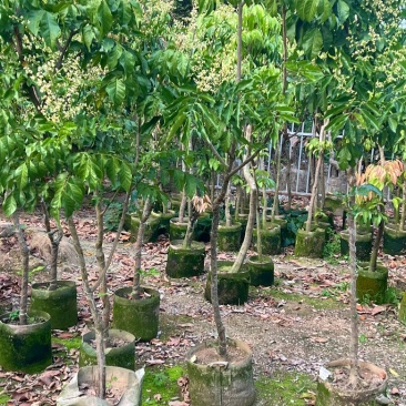 黄皮老桩/基地放漏69元/棵