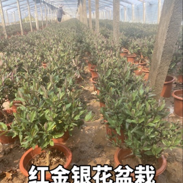 金银花盆栽，宫金银花盆栽，五彩金银花盆栽