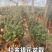 金银花盆栽，宫金银花盆栽，五彩金银花盆栽