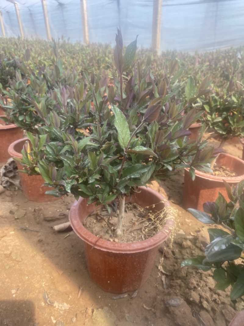 金银花盆栽，宫金银花盆栽，五彩金银花盆栽