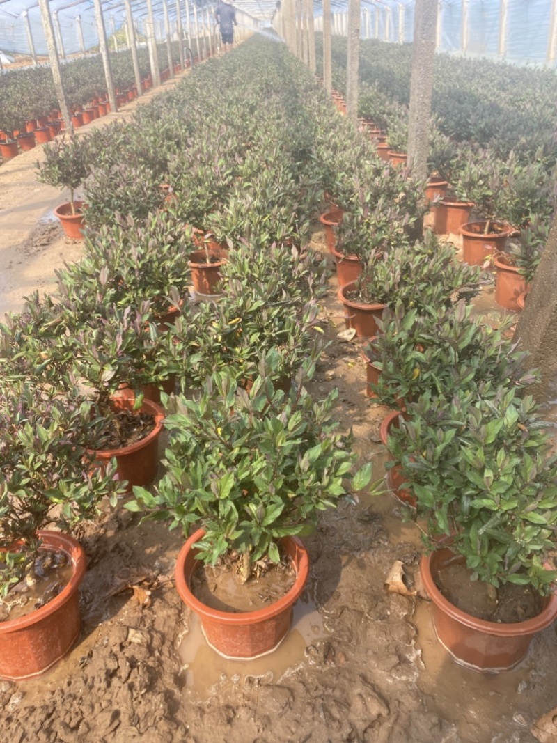 金银花盆栽，宫金银花盆栽，五彩金银花盆栽