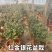 金银花盆栽，宫金银花盆栽，五彩金银花盆栽