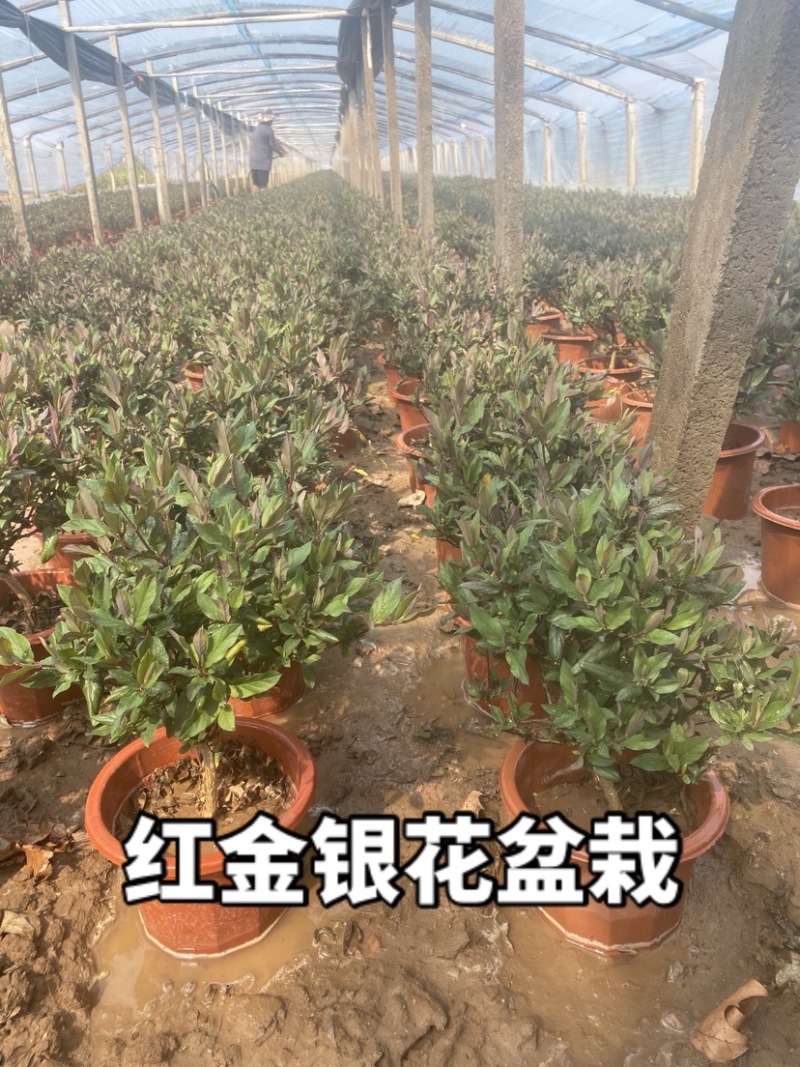 金银花盆栽，宫金银花盆栽，五彩金银花盆栽