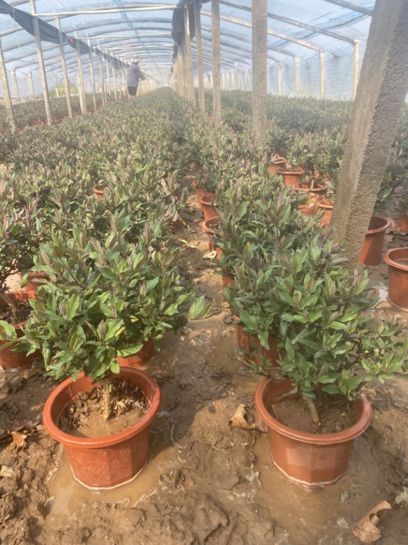 金银花盆栽，宫金银花盆栽，五彩金银花盆栽