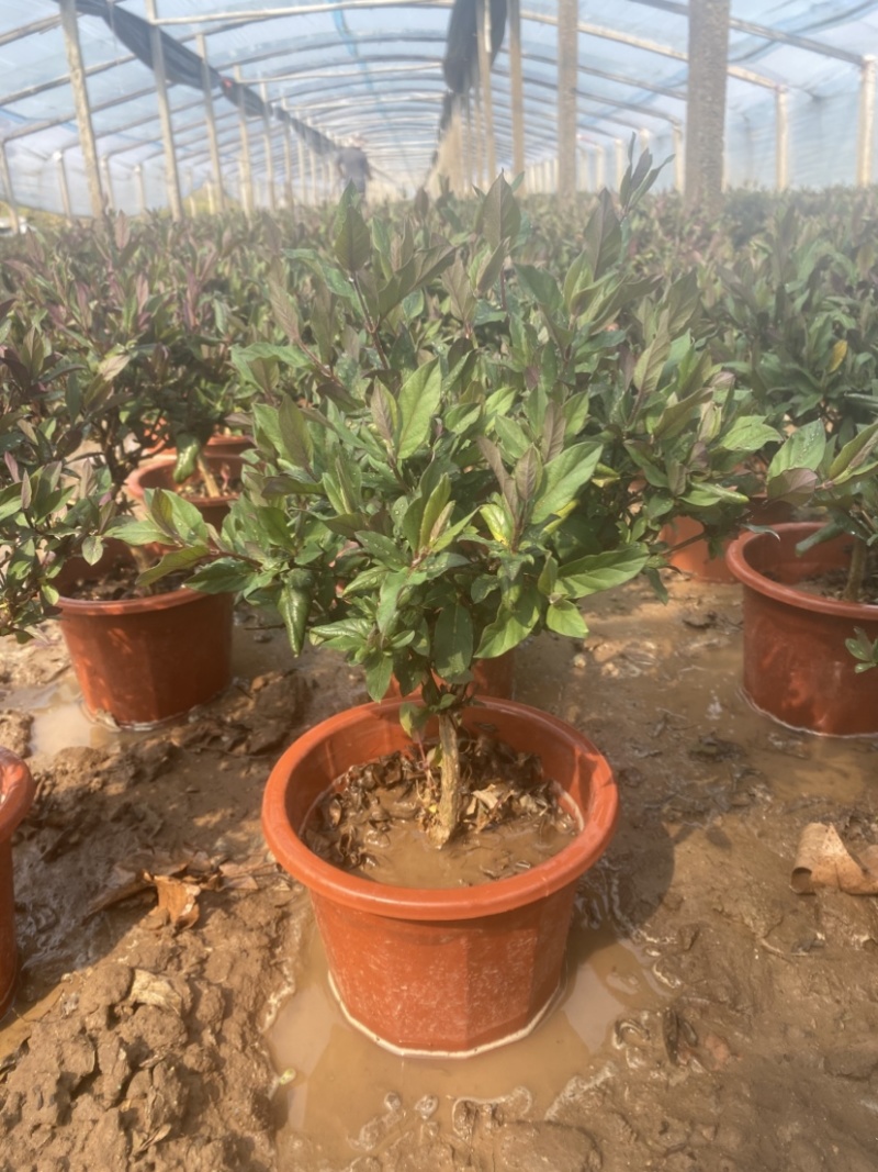 金银花盆栽，宫金银花盆栽，五彩金银花盆栽