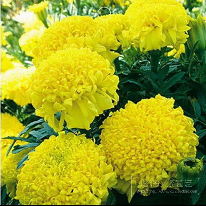 清明节专用大黄菊万寿菊，/基地直发/