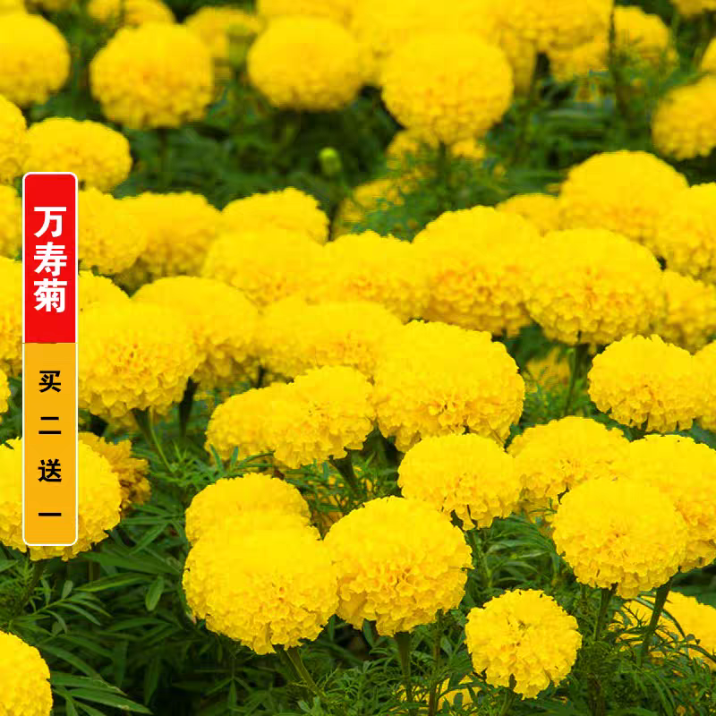 清明节专用大黄菊万寿菊，/基地直发/