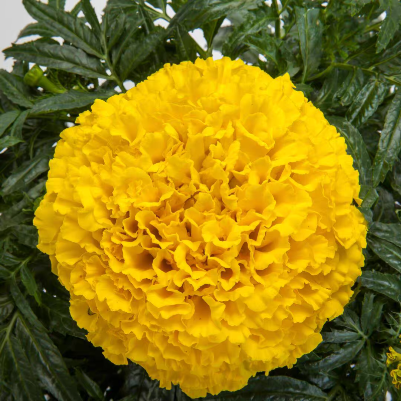 清明节专用大黄菊万寿菊，/基地直发/