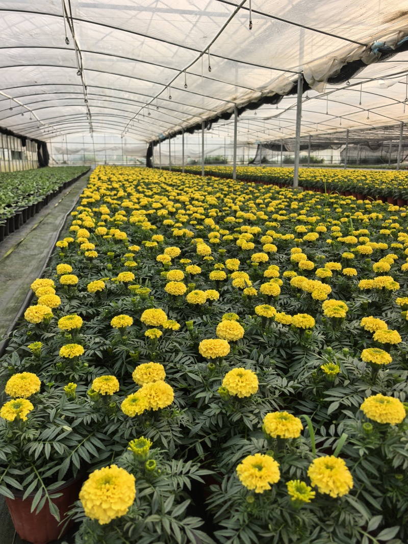 清明节专用大黄菊万寿菊，/基地直发/
