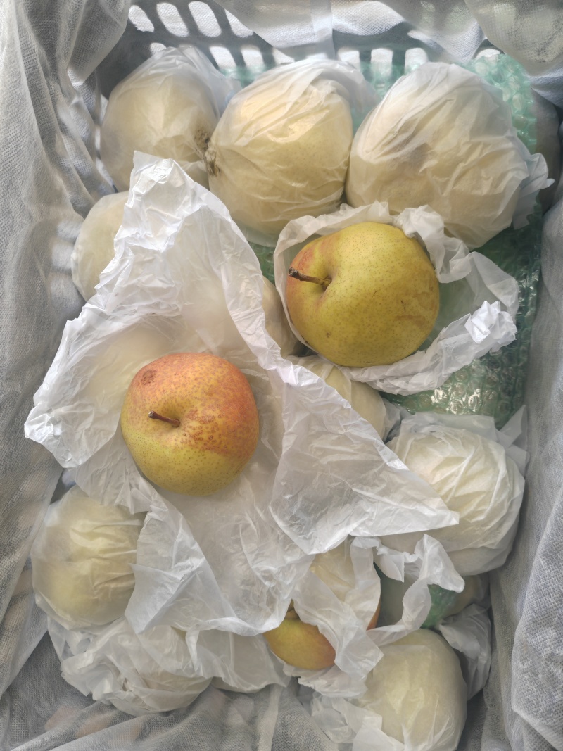 苹果梨甘肃酥梨酥脆多汁糖度高产地直供诚信经营欢迎电话联系