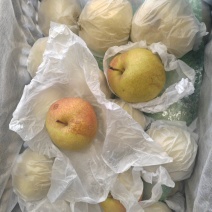 苹果梨甘肃酥梨酥脆多汁糖度高产地直供诚信经营欢迎电话联系