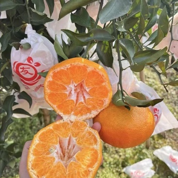 自家耙耙耙有两三万斤品质好欢迎来电订购