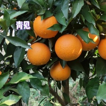 资中青见柑橘