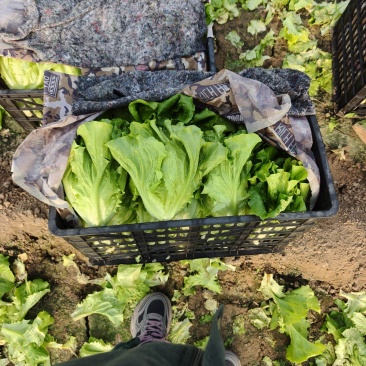 意大利生菜