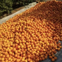 沃柑榨汁果🍊工厂货🍊次果🍊原料供应，对接全国原料