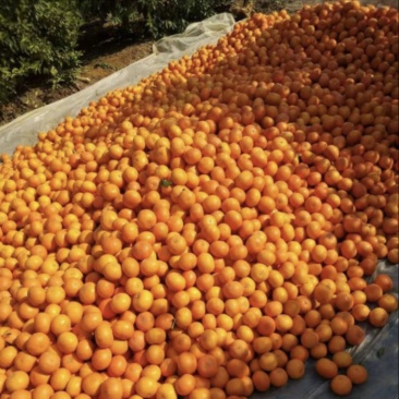 沃柑榨汁果🍊工厂货🍊次果🍊原料供应,对接全国原料