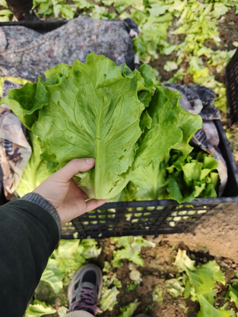 意大利生菜