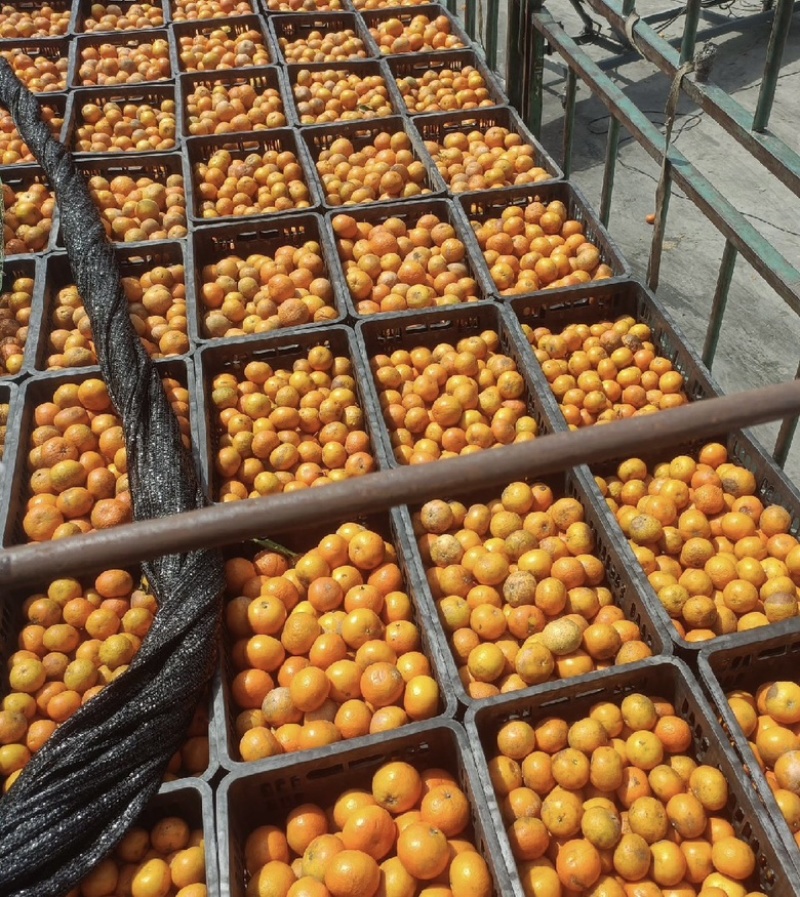 沃柑榨汁果🍊工厂货🍊次果🍊原料供应，对接全国原料
