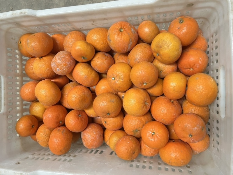 沃柑榨汁果🍊工厂货🍊次果🍊原料供应，对接全国原料