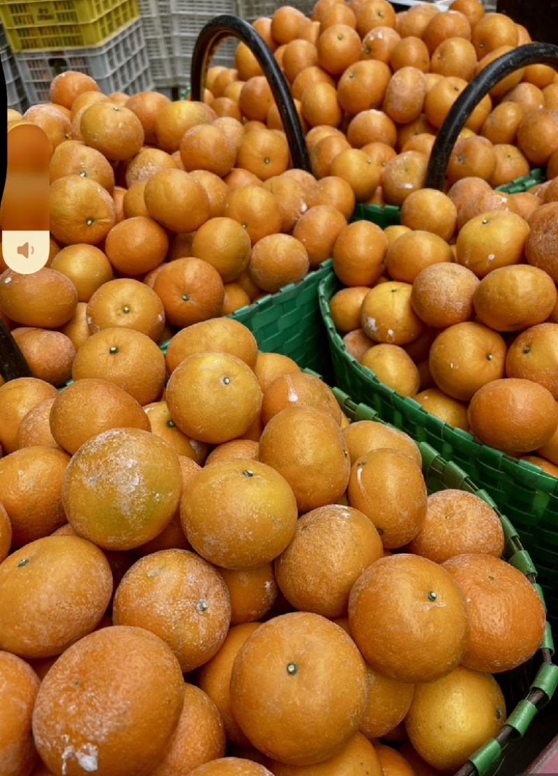 沃柑榨汁果🍊工厂货🍊次果🍊原料供应，对接全国原料