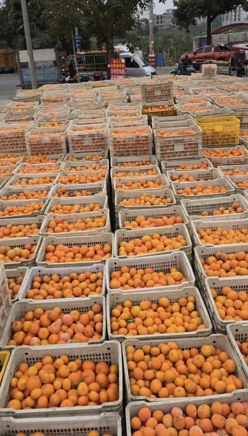 沃柑榨汁果🍊工厂货🍊次果🍊原料供应，对接全国原料