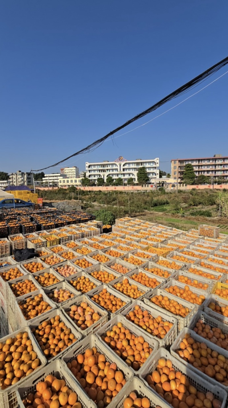 沃柑榨汁果🍊工厂货🍊次果🍊原料供应，对接全国原料