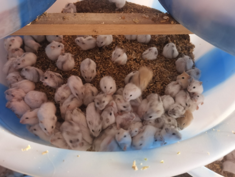 云南仓鼠宠物鼠大量供应，自家养殖货源充足量大从优