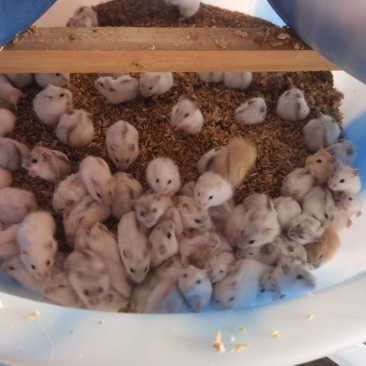 仓鼠宠物鼠大量供应养殖基地直发只发云贵川渝