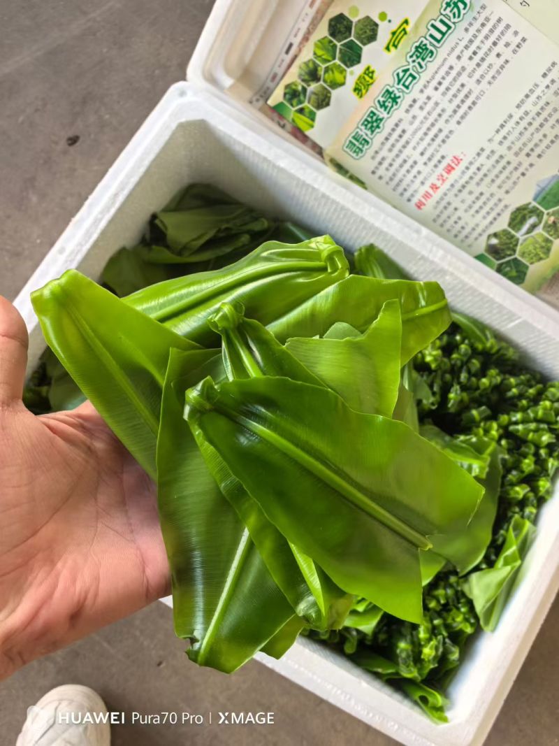 山苏叶全国发货