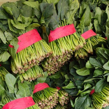 聊城菠菜冷棚大叶菠菜大量有货按需加工代发代收全国
