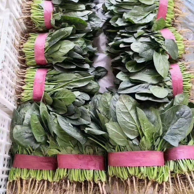 聊城菠菜冷棚大叶菠菜大量有货按需加工代发代收全国