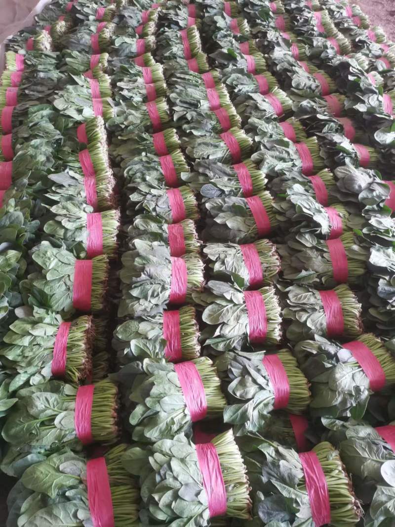聊城菠菜冷棚大叶菠菜大量有货按需加工代发代收全国
