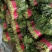 聊城菠菜冷棚大叶菠菜大量有货按需加工代发代收全国