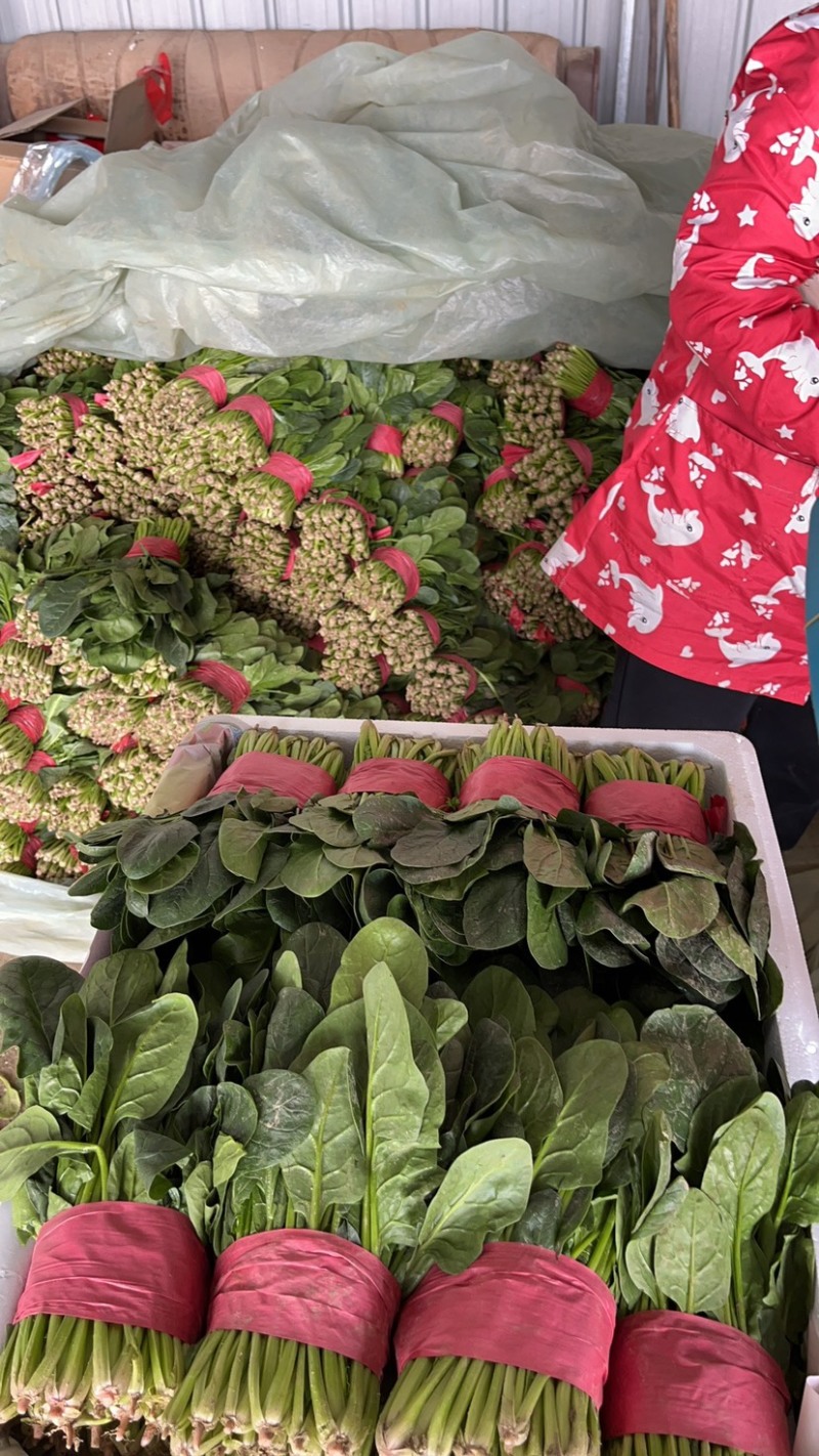 聊城菠菜冷棚大叶菠菜大量有货按需加工代发代收全国