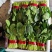 聊城菠菜冷棚大叶菠菜大量有货按需加工代发代收全国